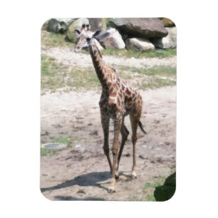 Foto van een baby giraffe die in natuur magneten l