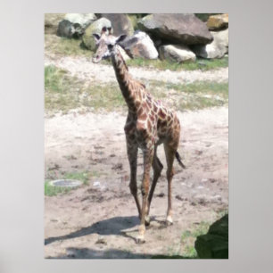 Foto van een baby giraffe die in natuur posters lo