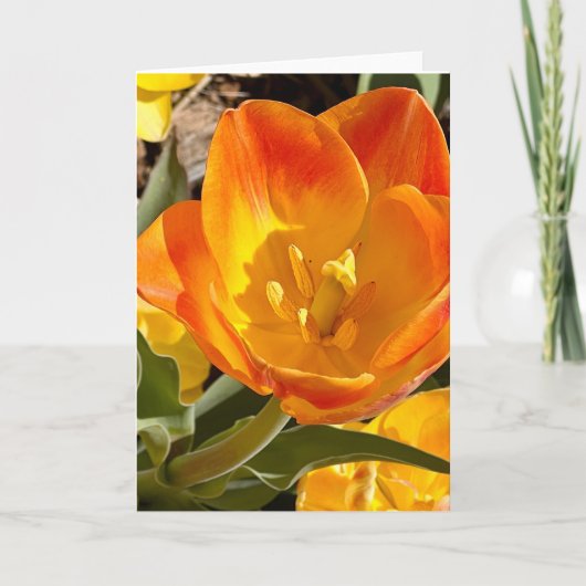 Foto van een bloem uit New England Lege kaart (Voorkant)