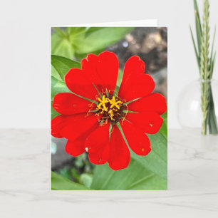 Foto van een bloem uit New England lege kaart