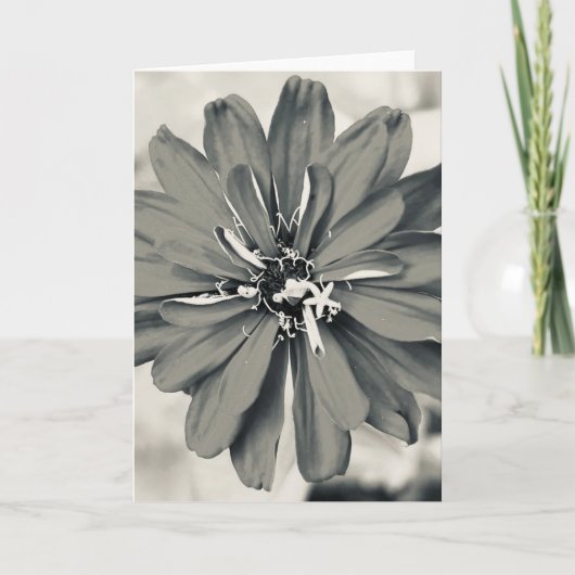 Foto van een bloem uit New England Lege kaart (Voorkant)