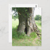 Foto van een boom briefkaart (Voorkant / Achterkant)