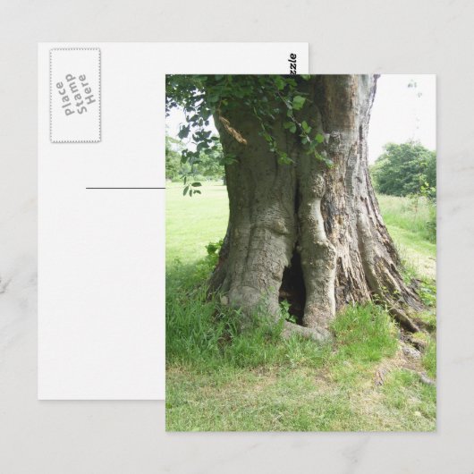 Foto van een boom briefkaart (Voorkant / Achterkant)