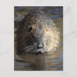 Foto van een coypu (Myocastor coypus) in water. Briefkaart