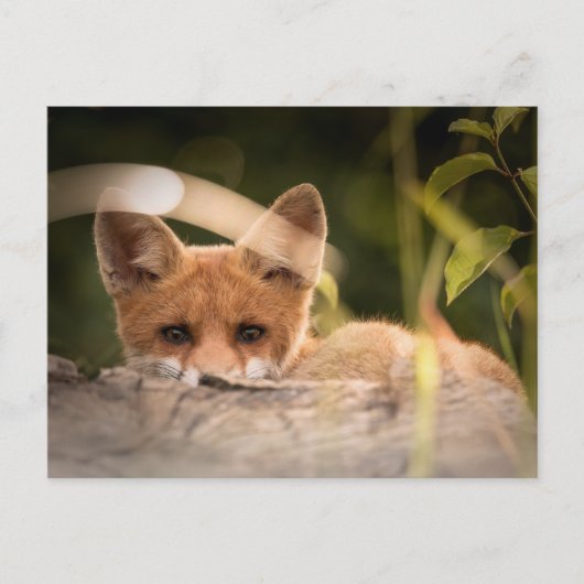 Foto van een Cute Little Fox Briefkaart (Voorkant)