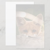 Foto van een Cute Little Oranje Fox (Voorkant / Achterkant)