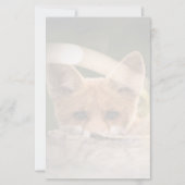 Foto van een Cute Little Oranje Fox (Voorkant)