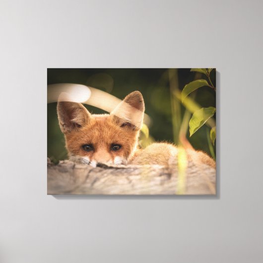 Foto van een Cute Little Oranje Fox Canvas Afdruk (Voorkant)
