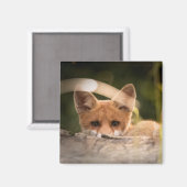 Foto van een Cute Little Oranje Fox Magneet (Voorkant / Achterkant)