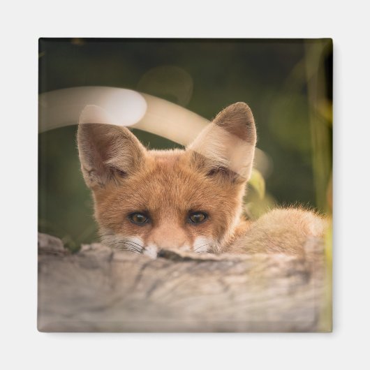 Foto van een Cute Little Oranje Fox Magneet (Voorkant)