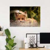Foto van een Cute Little Oranje Fox Poster (Thuiskantoor)