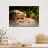 Foto van een Cute Little Oranje Fox Poster (Keuken)