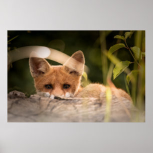 Foto van een Cute Little Oranje Fox Poster