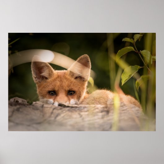 Foto van een Cute Little Oranje Fox Poster (Voorkant)