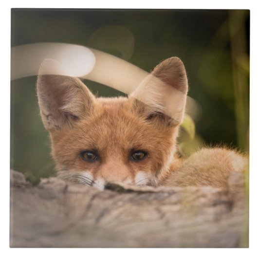 Foto van een Cute Little Oranje Fox Tegeltje (Voorkant)
