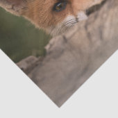 Foto van een Cute Little Oranje Fox Tissuepapier (Detail)