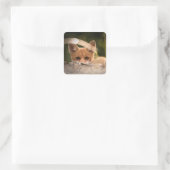 Foto van een Cute Little Oranje Fox Vierkante Sticker (Tas)