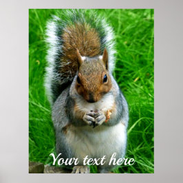 Foto van een Cute Squirrel in een tuin Poster
