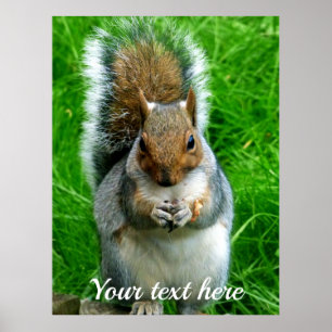 Foto van een Cute Squirrel in een tuin Poster