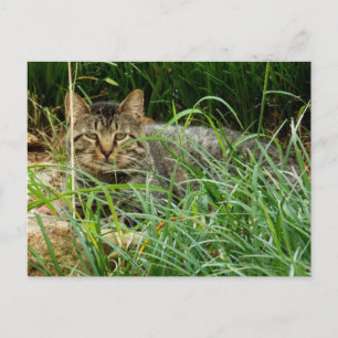 Foto van een cyperse kat die zich verbergt in de g briefkaart