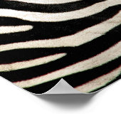 Foto van een echte Zebra-ingang Poster (Hoek)
