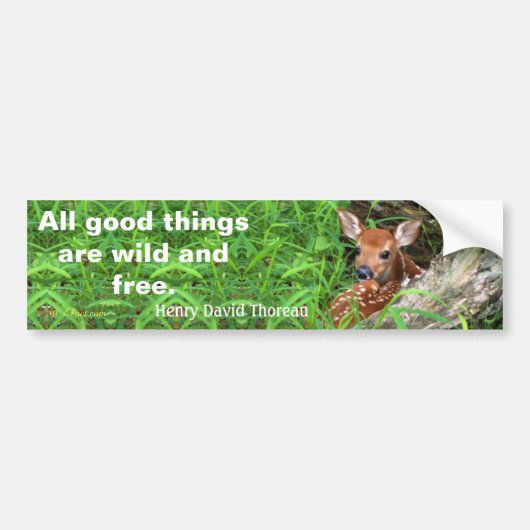Foto van een flauw en een citaat van Thoreau - Bumpersticker (Voorkant)