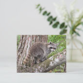 Foto van een foerageer wasbeer Briefkaart (Staand voorkant)