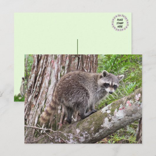 Foto van een foerageer wasbeer Briefkaart (Voorkant / Achterkant)