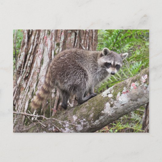 Foto van een foerageer wasbeer Briefkaart (Voorkant)