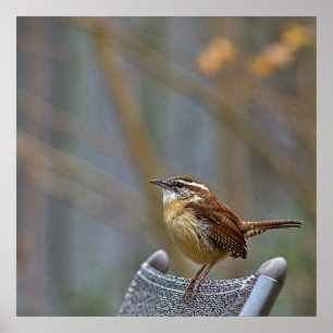 Foto van een Friendly Carolina Wren. Poster