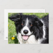 Foto van een gelukkige hond briefkaart (Voorkant / Achterkant)