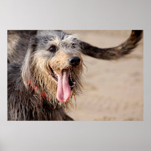Foto van een gelukkige hond op het strand poster