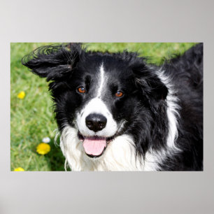 Foto van een gelukkige hond poster