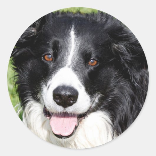Foto van een gelukkige hond ronde sticker (Voorkant)