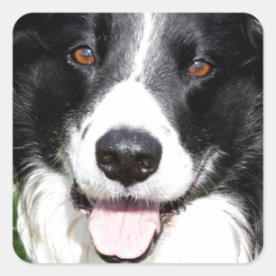 Foto van een gelukkige hond vierkante sticker