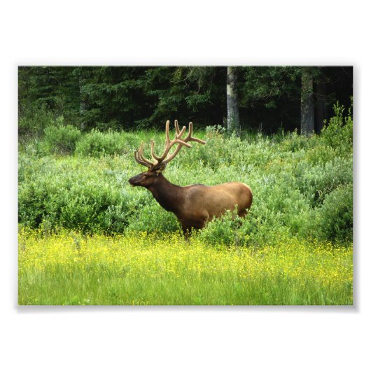Foto van een Handsome Elk Afdruk (Voorkant)