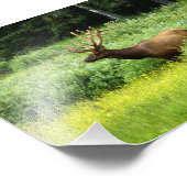 Foto van een Handsome Elk Afdruk (Hoek)