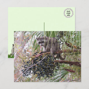 Foto van een jonge wasbeer die bessen eet briefkaart