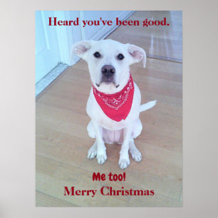 Foto van een knuffel hond met grappige oren die ui poster