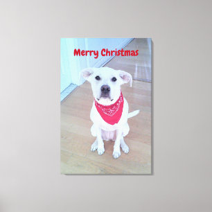 Foto van een knuffel hond met grappige oren rode k canvas afdruk