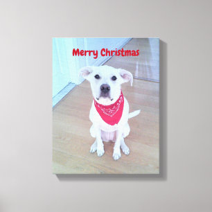 Foto van een knuffel hond met grappige uitstaande canvas afdruk