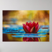  foto van een Lotus Flower in een Pond Poster (Voorkant)