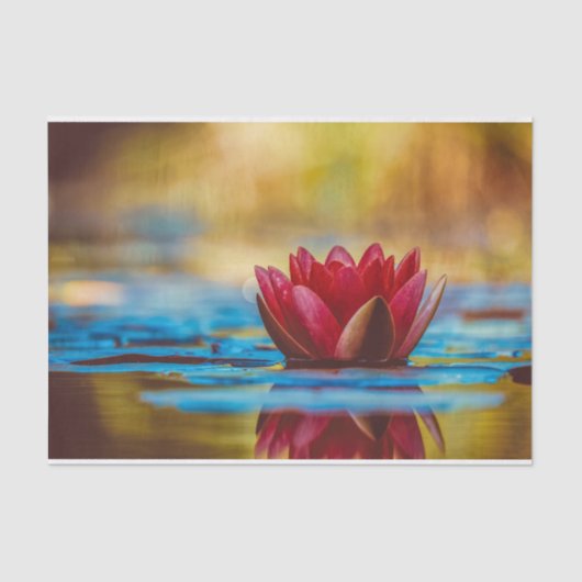  foto van een Lotus Flower in een Pond Tissuepapier (Voorkant)