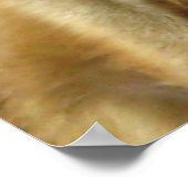 Foto van een Meerkat Poster (Hoek)