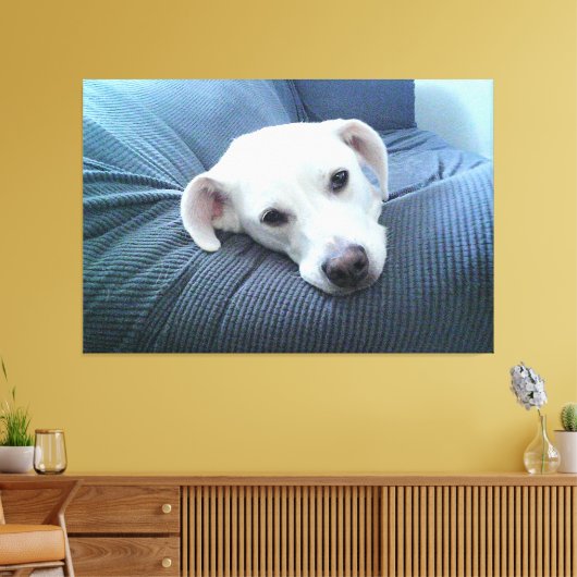 Foto van een mooi en vredig wit hondengezicht canvas afdruk (Insitu (Woonkamer))