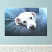 Foto van een mooi en vredig wit hondengezicht canvas afdruk (Insitu (Houten vloer))