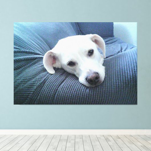 Foto van een mooi en vredig wit hondengezicht canvas afdruk (Insitu (Houten vloer))