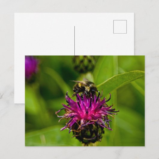 Foto van een mooie paarse bloem met honingbij briefkaart (Voorkant / Achterkant)