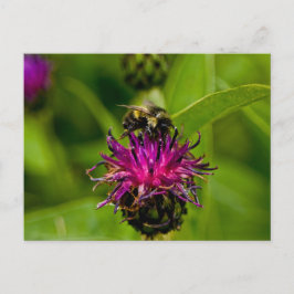 Foto van een mooie paarse bloem met honingbij briefkaart