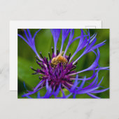 Foto van een mooie paarse bloem met honingbij briefkaart (Voorkant / Achterkant)